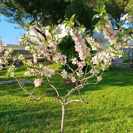 Alma וילה *