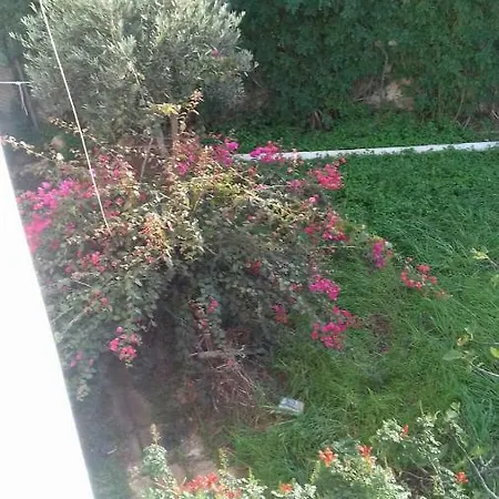 Alma * בארי
